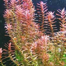 Rotala Indica (Rotala rotundifolia)